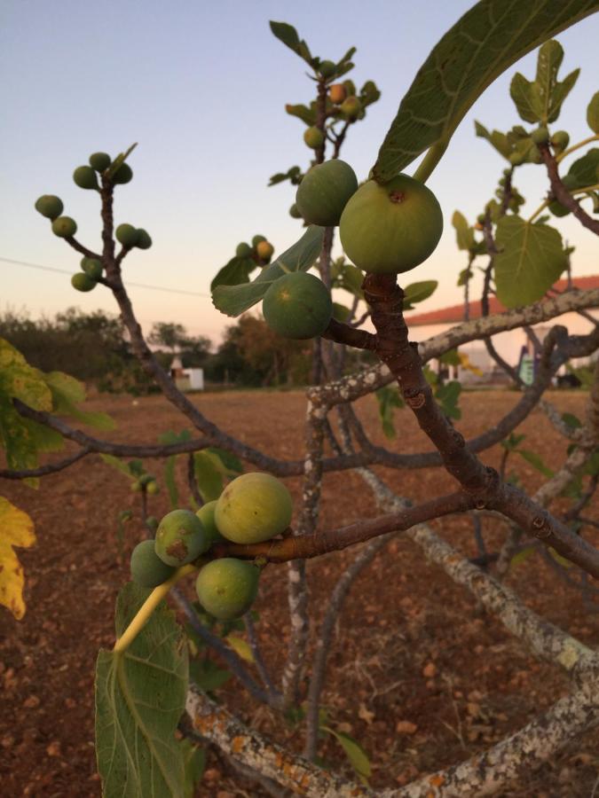 Solar Da Cotovia Villa Albufeira Eksteriør billede